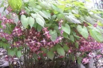 epimedium