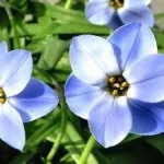 Іфейон одноквітковий іфейон