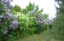 Використання бузку в ландшафті використання