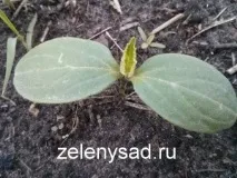 Як і коли садити огірки у відкритий ґрунт насінням садити