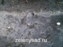Як і коли садити огірки у відкритий ґрунт насінням огірки