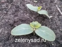 Як і коли садити огірки у відкритий ґрунт насінням насінням