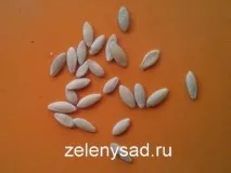 Як і коли садити огірки у відкритий ґрунт насінням ґрунт