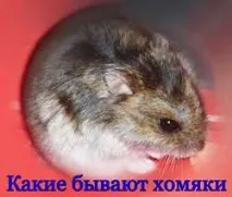 Які види хом’яків містять у домашніх умовах, Зоополяна містять