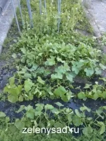 Як і коли садити огірки у відкритий ґрунт насінням відкритий
