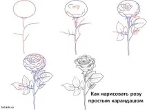 Як намалювати троянду олівцем поетапно троянду