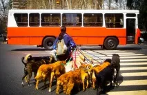 Як перевозять тварин у різних країнах, Вихованці, Time Out різних