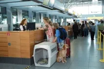 Як перевозять тварин у різних країнах, Вихованці, Time Out перевозять