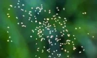 Як позбутися мошок у будинку та на вулиці мошок
