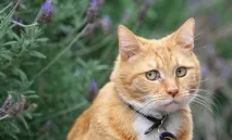 Як позбутися запаху котячої сечі в будинку чи квартирі очищення взуття, килимів, диванів та інших запаху
