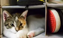 Як позбутися запаху котячої сечі в будинку чи квартирі очищення взуття, килимів, диванів та інших сечі