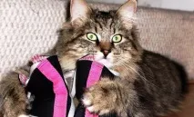 Як позбутися запаху котячої сечі в будинку чи квартирі очищення взуття, килимів, диванів та інших будинку