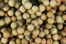 екзотичні