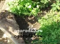 поради