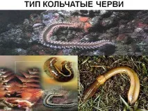Які класи поєднує тип кільчастих хробаків класи