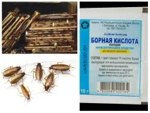 Як позбутися тарганів народними засобами засобами