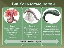 Які класи поєднує тип кільчастих хробаків черв