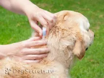 кліщів