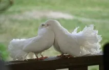 голуби