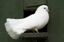 сняться