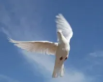 чого