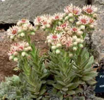 ехеверія