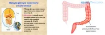 Кандидоз кишечника симптоми та лікування хвороби кандидоз