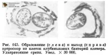 бобових