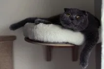 Клуб АКТ ОДИН - Перегляд теми - Байки про котів та котів перегляд