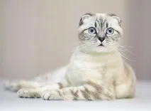 Клуб АКТ ОДИН - Перегляд теми - Байки про котів та котів клуб