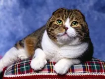 Клуб АКТ ОДИН - Перегляд теми - Байки про котів та котів один