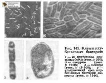 клубенькові