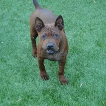 Китайський собака Чунцина (Chinese Chongqing Dog) собака собака