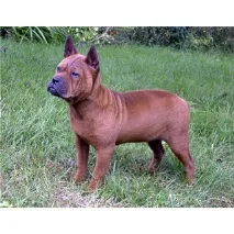 Китайський собака Чунцина (Chinese Chongqing Dog) собака чунцина