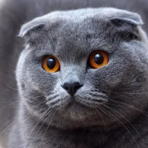 Клуб АКТ ОДИН - Перегляд теми - Байки про котів та котів клуб