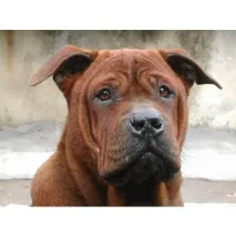 Китайський собака Чунцина (Chinese Chongqing Dog) собака китайський