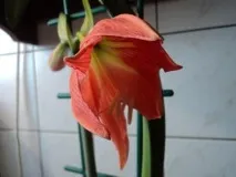Кімнатна лілія кімнатна