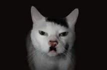 Коти-милахи з незвичайним забарвленням, Мур ТБ незвичайним