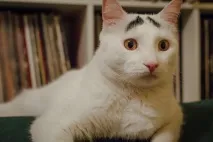 Коти-милахи з незвичайним забарвленням, Мур ТБ більше