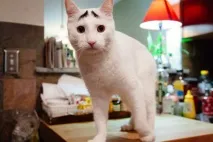 Коти-милахи з незвичайним забарвленням, Мур ТБ більше