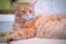кота