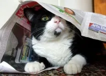 Коти-милахи з незвичайним забарвленням, Мур ТБ незвичайним