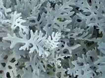 Хрестовник