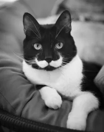 Коти-милахи з незвичайним забарвленням, Мур ТБ коти-милахи