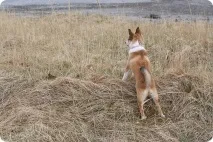 лайка