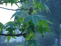 Ліквідамбар у ландшафті саду види, особливості догляду ландшафті