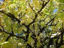 Ліквідамбар у ландшафті саду види, особливості догляду саду