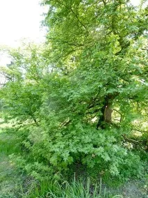 Ліквідамбар у ландшафті саду види, особливості догляду види