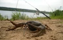 своїми