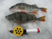 Ловля окуня по останньому льоду, FishTime - Все про рибу і рибальство окуня